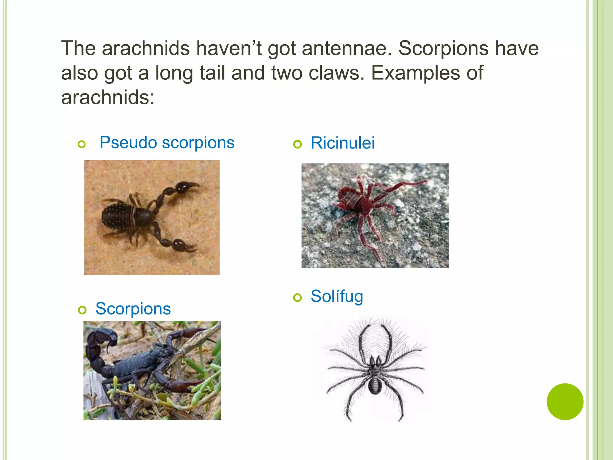 Arachnids.pptx