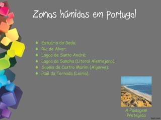 Zonas húmidas em Portugal Estuário do Sado; Ria de Alvor; Lagoa de Santo André; Lagoa da Sancha (Litoral Alentejano); Sapais de Castro Marim (Algarve); Paúl da Tornada (Leiria). A Paisagem Protegida 