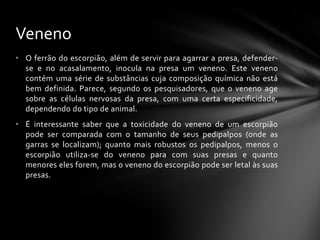 Veneno
• O ferrão do escorpião, além de servir para agarrar a presa, defender-
  se e no acasalamento, inocula na presa um veneno. Este veneno
  contém uma série de substâncias cuja composição química não está
  bem definida. Parece, segundo os pesquisadores, que o veneno age
  sobre as células nervosas da presa, com uma certa especificidade,
  dependendo do tipo de animal.
• É interessante saber que a toxicidade do veneno de um escorpião
  pode ser comparada com o tamanho de seus pedipalpos (onde as
  garras se localizam); quanto mais robustos os pedipalpos, menos o
  escorpião utiliza-se do veneno para com suas presas e quanto
  menores eles forem, mas o veneno do escorpião pode ser letal às suas
  presas.
 