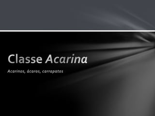 Acarinos, ácaros, carrapatos
 