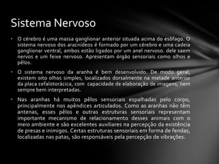 Sistema Nervoso
• O cérebro é uma massa ganglionar anterior situada acima do esôfago. O
  sistema nervoso dos aracnídeos é formado por um cérebro e uma cadeia
  ganglionar ventral, ambos estão ligados por um anel nervoso. dele saem
  nervos e um feixe nervoso. Apresentam órgão sensoriais como olhos e
  pêlos.
• O sistema nervoso da aranha é bem desenvolvido. De modo geral,
  existem oito olhos simples, localizados dorsalmente na metade anterior
  da placa cefalotorácica, com capacidade de elaboração de imagens, nem
  sempre bem interpretadas.
• Nas aranhas há muitos pêlos sensoriais espalhadas pelo corpo,
  principalmente nos apêndices articulados. Como as aranhas não têm
  antenas, esses pêlos e outras estruturas sensoriais representam
  importante mecanismo de relacionamento desses animais com o
  meio ambiente e são excelentes auxiliares na percepção da existência
  de presas e inimigos. Certas estruturas sensoriais em forma de fendas,
  localizadas nas patas, são responsáveis pela percepção de vibrações.
 