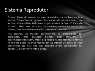 Sistema Reprodutor
• Os aracnídeos são animais de sexos separados, e a sua fecundação é
  interna. Os machos são geralmente menores do que as fêmeas, com
  as quais desenvolvem todo um comportamento de "corte". Eles não
  possuem pênis para introduzir os espermatozoides no corpo das
  fêmeas, mas desenvolveram outro mecanismo para isso.
• Nas aranhas, os machos desenvolvem, na extremidade dos
  pedipalpos, uma dilatação bulbosa onde armazena os
  espermatozoides; usam, então, os pedipalpos para fecundar a fêmea.
  As fêmeas põem os ovos fecundados no interior de sacos de seda
  construídos por elas. Dos ovos eclodem jovens semelhantes aos
  adultos. O desenvolvimento é direto.
 
