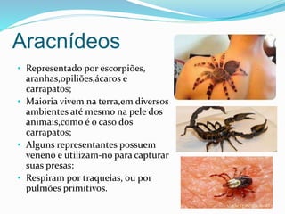 Aracnídeos 
• Representado por escorpiões, 
aranhas,opiliões,ácaros e 
carrapatos; 
• Maioria vivem na terra,em diversos 
ambientes até mesmo na pele dos 
animais,como é o caso dos 
carrapatos; 
• Alguns representantes possuem 
veneno e utilizam-no para capturar 
suas presas; 
• Respiram por traqueias, ou por 
pulmões primitivos. 
 