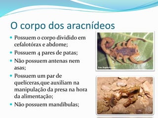 O corpo dos aracnídeos 
 Possuem o corpo dividido em 
cefalotórax e abdome; 
 Possuem 4 pares de patas; 
 Não possuem antenas nem 
asas; 
 Possuem um par de 
quelíceras,que auxiliam na 
manipulação da presa na hora 
da alimentação; 
 Não possuem mandíbulas; 
 
