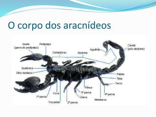 O corpo dos aracnídeos 
 