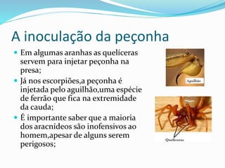 A inoculação da peçonha 
 Em algumas aranhas as quelíceras 
servem para injetar peçonha na 
presa; 
 Já nos escorpiões,a peçonha é 
injetada pelo aguilhão,uma espécie 
de ferrão que fica na extremidade 
da cauda; 
 É importante saber que a maioria 
dos aracnídeos são inofensivos ao 
homem,apesar de alguns serem 
perigosos; 
 