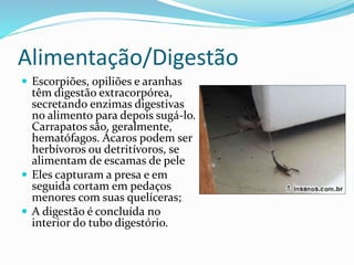 Alimentação/Digestão 
 Escorpiões, opiliões e aranhas 
têm digestão extracorpórea, 
secretando enzimas digestivas 
no alimento para depois sugá-lo. 
Carrapatos são, geralmente, 
hematófagos. Ácaros podem ser 
herbívoros ou detritívoros, se 
alimentam de escamas de pele 
 Eles capturam a presa e em 
seguida cortam em pedaços 
menores com suas quelíceras; 
 A digestão é concluída no 
interior do tubo digestório. 
 