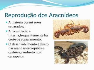 Reprodução dos Aracnídeos 
 A maioria possui sexos 
separados; 
 A fecundação é 
interna,frequentemente há 
corte de acasalamento; 
 O desenvolvimento é direto 
nas aranhas,escorpiões e 
opiliões,e indireto nos 
carrapatos. 
 