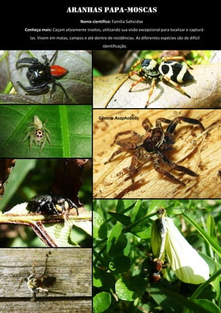 Aranhas papa-moscas 
Nome científico: Família Salticidae 
Conheça mais: Caçam ativamente insetos, utilizando sua visão excepcional para localizar e capturá- las. Vivem em matas, campos e até dentro de residências. As diferentes espécies são de difícil identificação. 
Gênero Asaphobelis  