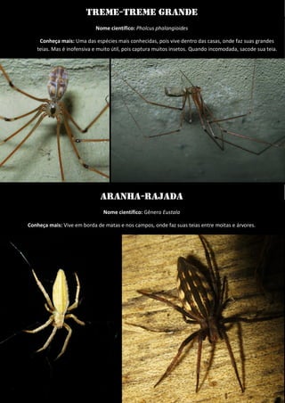 treme-treme grande 
Nome científico: Pholcus phalangioides 
Conheça mais: Uma das espécies mais conhecidas, pois vive dentro das casas, onde faz suas grandes teias. Mas é inofensiva e muito útil, pois captura muitos insetos. Quando incomodada, sacode sua teia. 
Aranha-rajada 
Nome científico: Gênero Eustala 
Conheça mais: Vive em borda de matas e nos campos, onde faz suas teias entre moitas e árvores. 
 