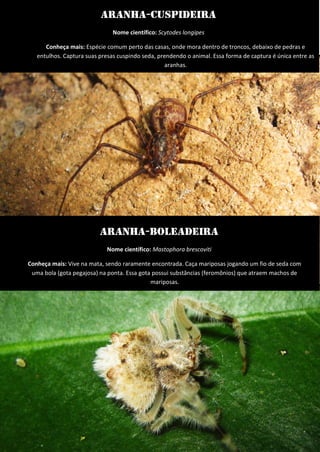 Aranha-cuspideira 
Nome científico: Scytodes longipes 
Conheça mais: Espécie comum perto das casas, onde mora dentro de troncos, debaixo de pedras e entulhos. Captura suas presas cuspindo seda, prendendo o animal. Essa forma de captura é única entre as aranhas. 
Aranha-boleadeira 
Nome científico: Mastophora brescoviti 
Conheça mais: Vive na mata, sendo raramente encontrada. Caça mariposas jogando um fio de seda com uma bola (gota pegajosa) na ponta. Essa gota possui substâncias (feromônios) que atraem machos de mariposas.  
