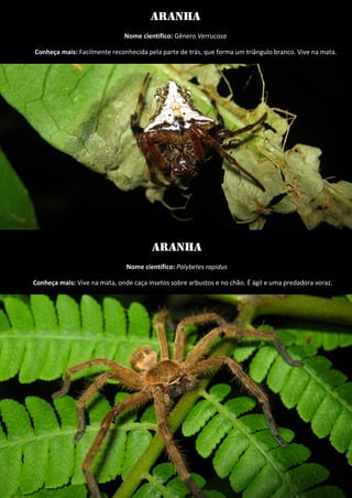 Aranha 
Nome científico: Gênero Verrucosa 
Conheça mais: Facilmente reconhecida pela parte de trás, que forma um triângulo branco. Vive na mata. 
Aranha 
Nome científico: Polybetes rapidus 
Conheça mais: Vive na mata, onde caça insetos sobre arbustos e no chão. É ágil e uma predadora voraz. 
 