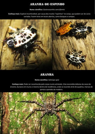Aranha-de-espinho 
Nome científico: Gasteracantha cancriformis 
Conheça mais: Espécie inconfundível, por causa dos muitos “espinhos” no corpo, que podem ser de cores variadas. Fazem teias em locais abertos, como bosques e campos. 
Aranha 
Nome científico: Selenops spixi 
Conheça mais: Pode ser reconhecida pelo corpo muito achatado. Vive escondida debaixo da casca de árvores, buracos em muros e mesmo dentro de residências, onde se esconde atrás de quadros, marcos de portas e paredes de madeira. 
 