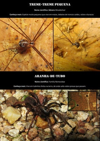 Aranha-de-tubo 
Nome científico: Família Nemesiidae 
Conheça mais: Vive em tubinhos feitos na terra, de onde salta sobre presas que passam. 
treme-treme pequena 
Nome científico: Gênero Mesabolivar 
Conheça mais: Espécie muito pequena que vive em matas, debaixo de troncos caídos, raízes e buracos 
 