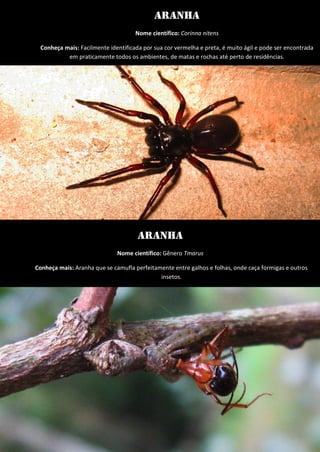 Aranha 
Nome científico: Corinna nitens 
Conheça mais: Facilmente identificada por sua cor vermelha e preta, é muito ágil e pode ser encontrada em praticamente todos os ambientes, de matas e rochas até perto de residências. 
Aranha 
Nome científico: Gênero Tmarus 
Conheça mais: Aranha que se camufla perfeitamente entre galhos e folhas, onde caça formigas e outros insetos. 
 