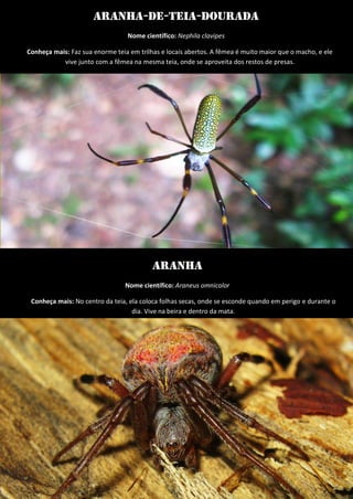 Aranha-de-teia-dourada 
Nome científico: Nephila clavipes 
Conheça mais: Faz sua enorme teia em trilhas e locais abertos. A fêmea é muito maior que o macho, e ele vive junto com a fêmea na mesma teia, onde se aproveita dos restos de presas. 
Aranha 
Nome científico: Araneus omnicolor 
Conheça mais: No centro da teia, ela coloca folhas secas, onde se esconde quando em perigo e durante o dia. Vive na beira e dentro da mata. 
 