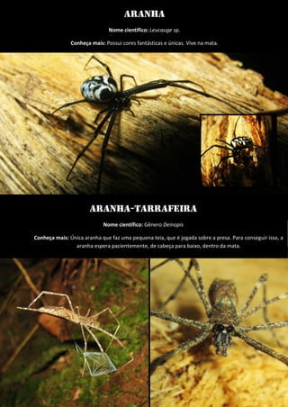 Aranha 
Nome científico: Leucauge sp. 
Conheça mais: Possui cores fantásticas e únicas. Vive na mata. 
Aranha-tarrafeira 
Nome científico: Gênero Deinopis 
Conheça mais: Única aranha que faz uma pequena teia, que é jogada sobre a presa. Para conseguir isso, a aranha espera pacientemente, de cabeça para baixo, dentro da mata. 
 