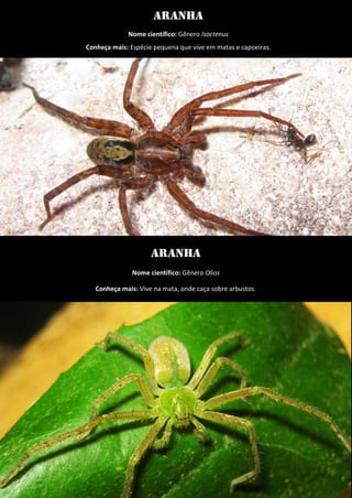 aranha 
Nome científico: Gênero Isoctenus 
Conheça mais: Espécie pequena que vive em matas e capoeiras. 
Aranha 
Nome científico: Gênero Olios 
Conheça mais: Vive na mata, onde caça sobre arbustos.  