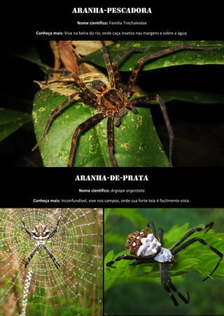 Aranha-pescadora 
Nome científico: Família Trechaleidae 
Conheça mais: Vive na beira do rio, onde caça insetos nas margens e sobre a água. 
Aranha-de-prata 
Nome científico: Argiope argentata 
Conheça mais: Inconfundível, vive nos campos, onde sua forte teia é facilmente vista. 
 