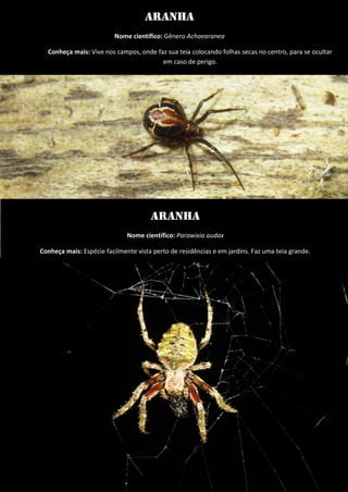 Aranha 
Nome científico: Gênero Achaearanea 
Conheça mais: Vive nos campos, onde faz sua teia colocando folhas secas no centro, para se ocultar em caso de perigo. 
Aranha 
Nome científico: Parawixia audax 
Conheça mais: Espécie facilmente vista perto de residências e em jardins. Faz uma teia grande. 
