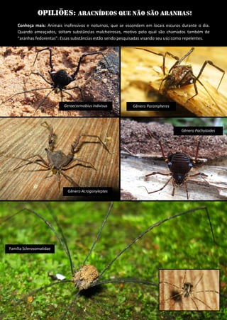 Opiliões: aracnídeos que não são aranhas! 
Conheça mais: Animais inofensivos e noturnos, que se escondem em locais escuros durante o dia. Quando ameaçados, soltam substâncias malcheirosas, motivo pelo qual são chamados também de “aranhas fedorentas”. Essas substâncias estão sendo pesquisadas visando seu uso como repelentes. 
Geraecormobius indivisus 
Gênero Parampheres 
Gênero Acrogonyleptes 
Gênero Pachyloides 
Família Sclerosomatidae  