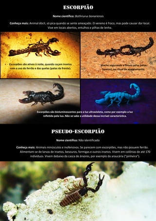 Escorpião 
Nome científico: Bothriurus bonariensis 
Conheça mais: Animal dócil, só pica quando se sente ameaçado. O veneno é fraco, mas pode causar dor local. Vive em locais abertos, entulhos e pilhas de lenha. 
Macho segurando a fêmea pelas patas (quelas), no ritual de acasalamento. 
Escorpiões são bioluminescentes para a luz ultravioleta, como por exemplo a luz refletida pela lua. Não se sabe a utilidade dessa incrível característica. 
Escorpiões são ativos à noite, quando caçam insetos com o uso do ferrão e das quelas (patas da frente). 
Pseudo-escorpião 
Nome científico: Não identificado 
Conheça mais: Animais minúsculos e inofensivos. Se parecem com escorpiões, mas não posuem ferrão. Alimentam-se de larvas de insetos, besouros, formigas e outros insetos. Vivem em colônias de até 170 indivíduos. Vivem debaixo da casca de árvores, por exemplo da araucária (“pinheira”). 
 