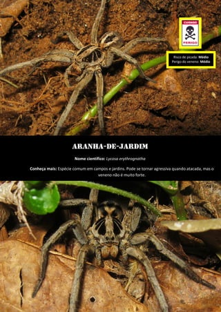 Aranha-de-jardim 
Nome científico: Lycosa erythrognatha 
Conheça mais: Espécie comum em campos e jardins. Pode se tornar agressiva quando atacada, mas o veneno não é muito forte. 
Risco de picada: Médio 
Perigo do veneno: Médio  