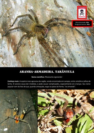 Aranha-Armadeira, Tarântula 
Nome científico: Phoneutria nigriventer 
Conheça mais: A espécie mais agressiva da região, sendo encontrada em campos, entre entulho e pilhas de lenha. O veneno causa dor imediata, e pode causar complicações, especialmente em crianças. Seu nome popular vem do fato de que, quando ameaçada, ergue as patas da frente, “se armando”. 
Risco de picada: Alto 
Perigo do veneno: Alto  