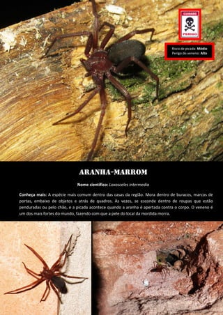 Aranha-marrom 
Nome científico: Loxosceles intermedia 
Conheça mais: A espécie mais comum dentro das casas da região. Mora dentro de buracos, marcos de portas, embaixo de objetos e atrás de quadros. Às vezes, se esconde dentro de roupas que estão penduradas ou pelo chão, e a picada acontece quando a aranha é apertada contra o corpo. O veneno é um dos mais fortes do mundo, fazendo com que a pele do local da mordida morra. 
Risco de picada: Médio 
Perigo do veneno: Alto  