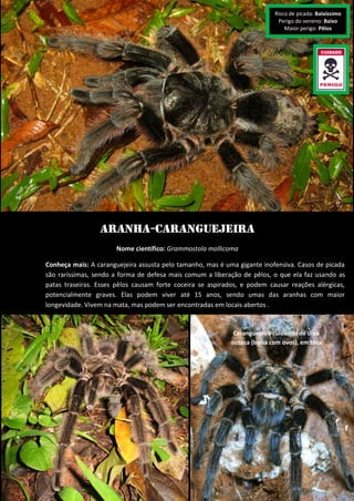 Caranguejeira cuidando de uma ooteca (bolsa com ovos), em toca 
Aranha-caranguejeira 
Nome científico: Grammostola mollicoma 
Conheça mais: A caranguejeira assusta pelo tamanho, mas é uma gigante inofensiva. Casos de picada são raríssimas, sendo a forma de defesa mais comum a liberação de pêlos, o que ela faz usando as patas traseiras. Esses pêlos causam forte coceira se aspirados, e podem causar reações alérgicas, potencialmente graves. Elas podem viver até 15 anos, sendo umas das aranhas com maior longevidade. Vivem na mata, mas podem ser encontradas em locais abertos . 
Risco de picada: Baixíssimo 
Perigo do veneno: Baixo 
Maior perigo: Pêlos  