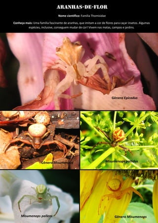 Aranhas-de-flor 
Nome científico: Família Thomisidae 
Conheça mais: Uma família fascinante de aranhas, que imitam a cor de flores para caçar insetos. Algumas espécies, inclusive, conseguem mudar de cor! Vivem nas matas, campos e jardins. 
Gênero Epicadus 
Misumenops pallidus 
Gênero Misumenops 
Gênero Misumenops 
Misumenops pallens  