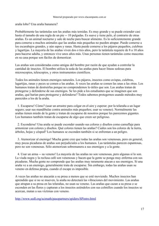 Material preparado por www.elacampante.com.ar
araña lobo? Una araña bananera?
Probablemente las tarántulas son las arañas más temidas. Es muy grande y se puede extender casi
hasta el tamaño de una regla de un pie -- 10 pulgadas. Es suave y tiene pelo, al contrario de otras
arañas. Es un animal nocturno y sale de noche para buscar alimento. Es lo suficientemente grande
para comerse a muchos animales que las arañas más pequeñas no pueden atrapar. Puede comerse a
los escarabajos grandes, y aún sapos y ranas. Hasta puede comerse a los pájaros pequeños, culebras
y lagartijas. La mayoría de las arañas viven dos o tres años, pero la tarántula requiere de 8 a 10 años
para hacerse adulta, y entonces vive unos años más. Unas personas tienen tarántulas como mascotas
en su casa porque son fáciles de domesticar.
Las arañas son consideradas como amigas del hombre por razón de que ayudan a controlar la
cantidad de insectos. El hombre utiliza la seda de las arañas para hacer líneas sedosas para
microscopios, telescopios, y otros instrumentos científicos.
Todos los animales tienen enemigos naturales. Los pájaros, insectos como avispas, culebras,
lagartijas, ranas y peces se comen a las arañas. A veces las arañas se comen las unas a las otras. Los
humanos tratan de destruirlas porque no comprendemos lo útiles que son. Las arañas tratan de
protegerse y defenderse de sus enemigos. Se les pide a los estudiantes que se imaginen que son
arañas, qué harían para protegerse y defenderse? Todos sabemos protegernos usando métodos muy
parecidos a los de la araña.
1. Escaparse! Cómo? (usar un arrastre para colgar en el aire y esperar; por la telaraña a un lugar
seguro; usar sus mandíbulas contra animales más pequeños; usar su veneno). Normalmente las
arañas tienen miedo de la gente y tratan de escaparse de nosotros porque les parecemos gigantes.
Los humanos también tratan de escaparse de algo que creen ser peligroso.
2. Esconderse! Una araña se puede esconder usando sus colores y diseños como camuflaje para
armonizar con colores y diseños. Qué colores tienen las arañas? Cuáles son los colores de la tierra,
árboles, hojas y césped? Los humanos se esconden también si se enfrentan a un peligro.
3. Atemorizar al enemigo! Mucha gente cree que todas las arañas son venenosas, pero en general,
muy pocas picaduras de arañas son perjudiciales a los humanos. Las tarántulas parecen espantosas,
pero no son venenosas. Sólo atemorizan sobremanera a sus enemigos y a la gente.
4. Usar un arma -- su veneno! La mayoría de las arañas no son venenosas, pero algunas sí lo son.
La viuda negra y la reclusa café son venenosas y hacen que la gente se ponga muy enferma con sus
picaduras. Mucha gente no comprende que las arañas muy raramente atacan a sus enemigos. Si una
araña ve a un enemigo, generalmente trata de escaparse. Sin embargo, todas las arañas usan su
veneno en defensa propia, cuando el escape es imposible.
A veces las arañas no atacarán a su presa a menos que se esté moviendo. Muchos insectos han
aprendido que si no se mueven, la araña no detectará las vibraciones del movimiento. Las arañas
que atrapan a su presa en las telarañas, no usan su veneno. Las arañas que cazan a su presa o se
esconden en las flores y capturan a los insectos asiéndolos con sus colmillos cuando los insectos se
acercan, matan a sus víctimas con veneno.
http://www.sedl.org/scimath/pasopartners/spiders/SPintro.html
17
 