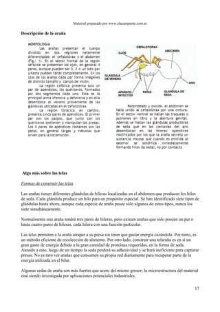 Material preparado por www.elacampante.com.ar
Descripción de la araña
Algo más sobre las telas
Formas de construir las telas
Las arañas tienen diferentes glándulas de hileras localizadas en el abdomen que producen los hilos
de seda. Cada glándula produce un hilo para un propósito especial. Se han identificado siete tipos de
glándulas hasta ahora, aunque cada especie de araña posee sólo algunos de estos tipos, nunca los
siete simultáneamente.
Normalmente una araña tendrá tres pares de hileras, pero existen arañas que sólo poseen un par o
hasta cuatro pares de hileras, cada hilera con una función particular.
Las telas permiten a la araña atrapar a su presa sin tener que gastar energía cazándola. Por tanto, es
un método eficiente de recolección de alimento. Por otro lado, construir una telaraña es en sí un
gran gasto de energía debido a la gran cantidad de proteínas requeridas, en la forma de seda.
Aunado a esto, luego de un tiempo la seda perderá su adhesividad y se hará ineficiente para capturar
presas. No es raro ver arañas que consumen su propia red diariamente para recuperar parte de la
energía utilizada en el hilar.
Algunas sedas de araña son más fuertes que acero del mismo grosor; la microestructura del material
está siendo investigada por aplicaciones potenciales industriales.
17
 