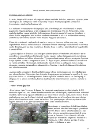 Material preparado por www.elacampante.com.ar
Forma de cazar con telaraña
La araña, luego de hilvanar su tela, esperará sobre o alrededor de la ésta, esperando a que una presa
sea atrapada. La araña puede sentir el impacto y forcejeo de una presa por las vibraciones
transmitidas a través de las líneas de tela.
Las arañas no suelen adherirse a sus propias telas. Sin embargo, no son inmunes a su propio
pegamento. Algunas partes de la tela son pegajosas, mientras que otros no. Por ejemplo, si una
araña ha decidido esperar alrededor de los extremos de su tela, puede hilvanar una línea hacia el
centro de hilo no pegajoso para monitorizar el movimiento en la tela. Las arañas deben ser muy
cuidadosas y únicamente moverse en los hilos no pegajosos en sus telas.
Una araña posicionada en el medio de su tela es una presa altamente visible para aves y otros
depredadores. Muchas arañas diurnas de tela espiral reducen este riesgo escondiéndose en un borde
oculto de su tela, con una pata en una línea de señal desde el centro, o aparentando ser inapetecibles
o incomestibles.
Algunas especies de arañas no usan telas para capturar presas directamente, sino atacando desde
escondites o persiguiéndolas abiertamente. Ciertas especies incluso balancean ambos métodos de
carrera e hilado en sus hábitos alimenticios. Tejen pequeñas telas que adhieren a sus patas frontales.
Luego esperan, ocultas, a una potencial presa. Al llegar tal presa, se lanzan de bruces, envuelven a
su víctima en la tela y la muerden, paralizándola. De esta forma, la araña gasta menos energía
atrapando a su presa que cazadoras más primitivas. También evitan la pérdida energética de tejer
una telaraña completa.
Algunas arañas son capaces de utilizar la técnica de hilo de monitorización sin necesidad de tejer
una tela en absoluto. Numerosos tipos de arañas de agua posan sus patitas en la superficie del agua
(de forma similar a la utilizada por arañas de tela espiral). Cuando un insecto cae en el agua y es
atrapado por la tensión superficial, la araña puede detectar estas vibraciones y correr a capturar la
presa.
Telas de arañas gigantes
. En el parque Lake Tawakoni de Texas, fue encontrada una gigantesca red de telaraña, de 200
metros de superficie... esta tela es ahora la curiosidad para entomólogos y especialistas en arañas del
mundo.Lo particular y especial del tejido es que no es obra de una sola araña, mucho menos de una
araña gigante, sino que la tela es trabajo de una colaboración social entre las arañas, que trabajan
juntas tejiendo desde un punto central hacia afuera. Los guardaparques y los encargados no están
seguros de si esto es así, pero describen este hecho como una rareza natural.
Sin embargo, el entomólogo de la Universidad de
Texas, profesor John Jackman asegura que existen
reportes de este tipo de telarañas cada dos a tres
años, mientras que existe gran cantidad de gente
que no se da cuenta de su existencia. Además,
asegura que mientras no tengan una muestra de la
telaraña, no podrán saber de qué tipo de araña
tejedora es de la que se trata.
17
 