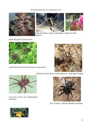 Material preparado por www.elacampante.com.ar
Araña del género Argiope (Araneidae) tejedora de telas
espirales
Araña del género Grammostola
Araña Dolomedes fimbriatus junto a sus juveniles.
Hembra de Latrodectus tredecimguttatus, viuda negra europea
Loxosceles reclusa, una «araña parda»
americana
Atrax robustus, araña de embudo australiana
17
 
