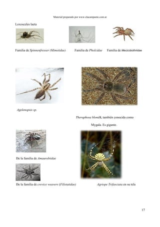 Material preparado por www.elacampante.com.ar
Loxosceles laeta
Familia de Spinnenfresser (Mimetidae) Familia de Pholcidae Familia de Mecicobothriidae
Agelenopsis sp.
Theraphosa blondii, también conocida como
Mygala. Es gigante.
De la familia de Amaurobiidae
De la familia de crevice weavers (Filistatidae) Agriope Trifasciata en su tela
17
 