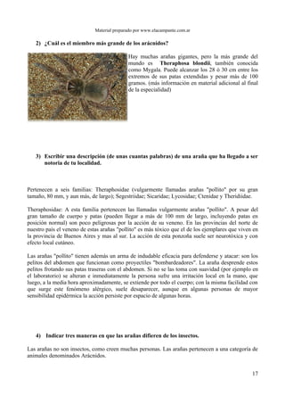 Material preparado por www.elacampante.com.ar
2) ¿Cuál es el miembro más grande de los arácnidos?
Hay muchas arañas gigantes, pero la más grande del
mundo es Theraphosa blondii, también conocida
como Mygala. Puede alcanzar los 28 ó 30 cm entre los
extremos de sus patas extendidas y pesar más de 100
gramos. (más información en material adicional al final
de la especialidad)
3) Escribir una descripción (de unas cuantas palabras) de una araña que ha llegado a ser
notoria de tu localidad.
Pertenecen a seis familias: Theraphosidae (vulgarmente llamadas arañas "pollito" por su gran
tamaño, 80 mm, y aun más, de largo); Segestriidae; Sicaridae; Lycosidae; Ctenidae y Theridiidae.
Theraphosidae: A esta familia pertenecen las llamadas vulgarmente arañas "pollito". A pesar del
gran tamaño de cuerpo y patas (pueden llegar a más de 100 mm de largo, incluyendo patas en
posición normal) son poco peligrosas por la acción de su veneno. En las provincias del norte de
nuestro país el veneno de estas arañas "pollito" es más tóxico que el de los ejemplares que viven en
la provincia de Buenos Aires y mas al sur. La acción de esta ponzoña suele ser neurotóxica y con
efecto local cutáneo.
Las arañas "pollito" tienen además un arma de indudable eficacia para defenderse y atacar: son los
pelitos del abdomen que funcionan como proyectiles "bombardeadores". La araña desprende estos
pelitos frotando sus patas traseras con el abdomen. Si no se las toma con suavidad (por ejemplo en
el laboratorio) se alteran e inmediatamente la persona sufre una irritación local en la mano, que
luego, a la media hora aproximadamente, se extiende por todo el cuerpo; con la misma facilidad con
que surge este fenómeno alérgico, suele desaparecer, aunque en algunas personas de mayor
sensibilidad epidérmica la acción persiste por espacio de algunas horas.
4) Indicar tres maneras en que las arañas difieren de los insectos.
Las arañas no son insectos, como creen muchas personas. Las arañas pertenecen a una categoría de
animales denominados Arácnidos.
17
 