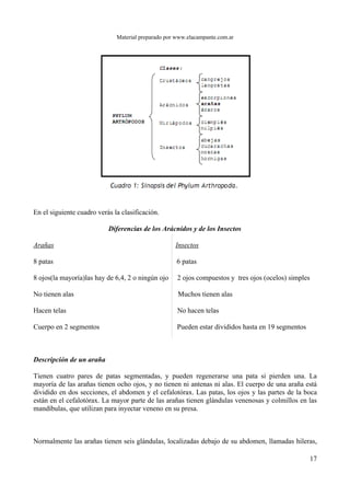 Material preparado por www.elacampante.com.ar
En el siguiente cuadro verás la clasificación.
Diferencias de los Arácnidos y de los Insectos
Arañas Insectos
8 patas 6 patas
8 ojos(la mayoría)las hay de 6,4, 2 o ningún ojo 2 ojos compuestos y tres ojos (ocelos) simples
No tienen alas Muchos tienen alas
Hacen telas No hacen telas
Cuerpo en 2 segmentos Pueden estar divididos hasta en 19 segmentos
Descripción de un araña
Tienen cuatro pares de patas segmentadas, y pueden regenerarse una pata si pierden una. La
mayoría de las arañas tienen ocho ojos, y no tienen ni antenas ni alas. El cuerpo de una araña está
dividido en dos secciones, el abdomen y el cefalotórax. Las patas, los ojos y las partes de la boca
están en el cefalotórax. La mayor parte de las arañas tienen glándulas venenosas y colmillos en las
mandíbulas, que utilizan para inyectar veneno en su presa.
Normalmente las arañas tienen seis glándulas, localizadas debajo de su abdomen, llamadas hileras,
17
 