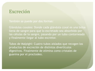 Excreción
También se puede por dos formas:
Glándulas coxales: Donde cada glándula coxal es una bolsa
llena de sangre para que lo excretado sea absorbido por
las células de la sangre, pasando por un tubo contorneado
y finalmente llegar al tubo excretor.
Tubos de Malpighi: Cuatro tubos aislados que recogen los
productos de excreción de distintos divertículos
digestivos. Finalmente de elimina como cristales de
guanina por el proctodeo.
 