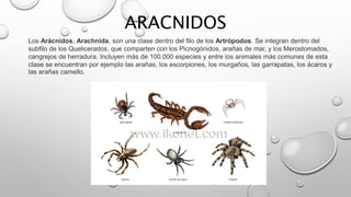 ARACNIDOS
Los Arácnidos, Arachnida, son una clase dentro del filo de los Artrópodos. Se integran dentro del
subfilo de los Quelicerados, que comparten con los Picnogónidos, arañas de mar, y los Merostomados,
cangrejos de herradura. Incluyen más de 100.000 especies y entre los animales más comunes de esta
clase se encuentran por ejemplo las arañas, los escorpiones, los murgaños, las garrapatas, los ácaros y
las arañas camello.
 