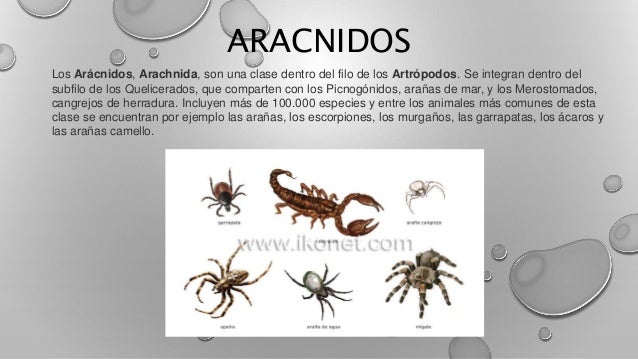 Caracteristicas De Los Aracnidos