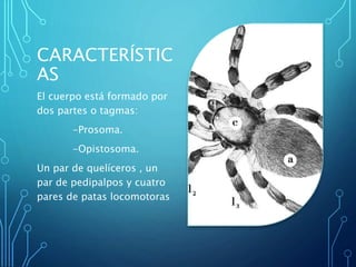 CARACTERÍSTIC
AS
El cuerpo está formado por
dos partes o tagmas:
-Prosoma.
-Opistosoma.
Un par de quelíceros , un
par de pedipalpos y cuatro
pares de patas locomotoras
 