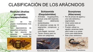 CLASIFICACIÓN DE LOS ARÁCNIDOS
Ricinulei (Arañas
garrapatas
encapuchadas).
• Uno de los
grupos invertebrados más
escasos.
• Son depredadores de
pequeños artrópodos.
• Se han descrito 58
especies existentes
alrededor del mundo. No
son venenosos
Schizomida
(Esquizómidos)
• Animales muypequeños,
incluye unas 220 especies.
• Están débilmente
esclerotizados.
• El abdomen consta de 12
segmentos conspicuos y
ostenta un
corto flagelo terminal.
• Tienen veneno pero no
todos son peligrosos.
Scorpiones
(Alacranes)
• Par de pinzas de agarre y
una cola estrecha y
segmentada
• Viven sobre todo en
los desiertos.
• Pueden utilizar su
aguijón venenoso tanto
para matar a su presa
como para defenderse.
• Solo unas veinticinco
especies
Naukas, J.(2021). Ricinulei Naturalist.(2021). Schizomida Rivas,M.(2021). Scorpiones
 