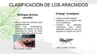 CLASIFICACIÓN DE LOS ARÁCNIDOS
Solifugae (Arañas
camello)
• Son un orden de arácnidos relati
vamente grandes.
• Entre sus características
distintivas se cuentan un par de
quelíceros en forma de pinza
que le sirven para capturar a sus
presas.
• No son venenosas.
Uropygi (uropigios)
• Incluye casi 300 especies
• Aparecen en el registro fósil
en el Carbonífero.
• Carecen de glándulas
venenosas, pero tienen
glándulas anales con las que
expulsan un líquido con olor a
vinagre.
Tello, H. (2015). Uropigios
Tello, H. (2015). Solifugae
 