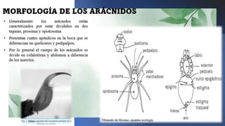 Aracnidos 