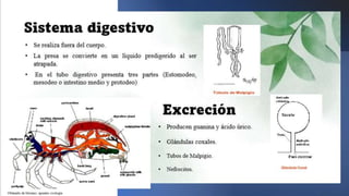 Aracnidos 