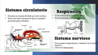 Aracnidos 