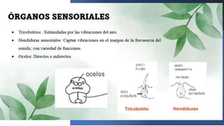 Haga clic para agregar
texto
 