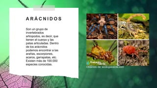 A R Á C N I D O S
Son un grupo de
invertebrados
artropodos, es decir, que
tienen el cuerpo y las
patas articuladas. Dentro
de los arácnidos
podemos encontrar a las
arañas, escorpiones,
acaros, garrapatas, etc.
Existen más de 100.000
especies conocidas.
Obtenido de: ecologiaverde.com
 