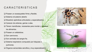 C A R A C T E R I S T I C A S
 Poseen un exoesqueleto firme y flexible.
 Sistema circulatorio abierto
 Muestran apéndices articulados y especializados.
 Carecen de antenas, garras o alas.
 Tienen mandíbulas, necesarias para morder y masticar
los alimentos.
 Poseen un cefalotórax.
 Son carnívoros.
 Son animales de sangre fía.
 Sistema respiratorio compuesto por tráqueas o
pulmones.
 Órganos sensoriales sencillos y muy especializados.
Obtenido de: misanimales.com
Obtenido de: misanimales.com
 